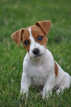 a small brown and white dog sitting in the grass