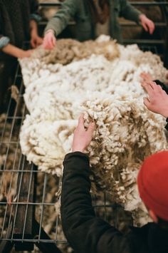 two people sheering sheep on a metal rack with other people in the background looking at it