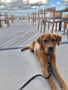 a brown dog laying on top of a floor next to wooden chairs and tables with sky in background