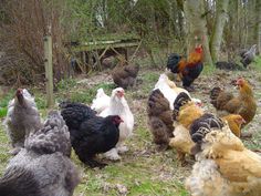 a group of chickens standing on top of a grass covered field next to a forest