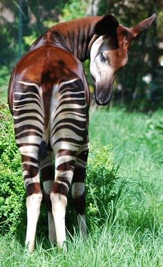 a zebra standing in the grass with its back turned to the camera and it's tail curled up