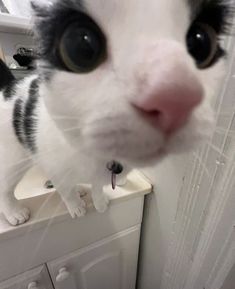 a black and white cat standing on top of a counter