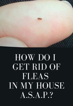 a black and white photo with the words how do i get rid of fleas in my house asap?