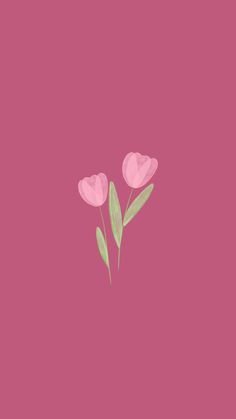 three pink flowers on a pink background with green leaves in the center and bottom corner