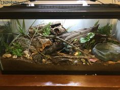 an aquarium filled with plants and rocks on top of a wooden table next to a wall