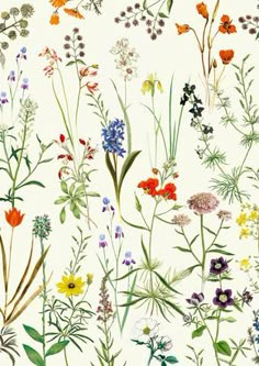 a bunch of wild flowers on a white background