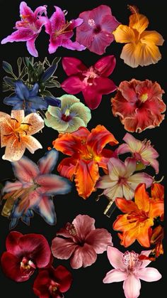 many different colored flowers on a black background