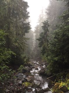 a stream running through a forest filled with lots of green plants and trees on a foggy day