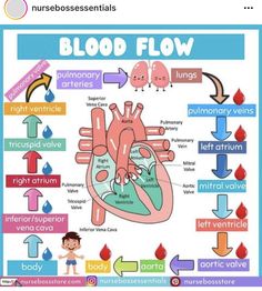 a diagram of the human heart and blood flow