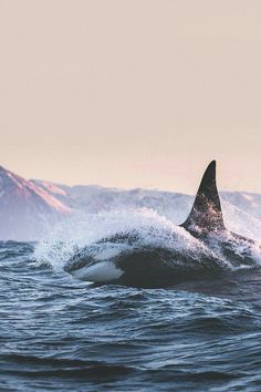 a shark swimming in the ocean with mountains in the background