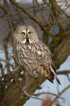 an owl sitting on top of a tree branch