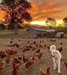 a white dog standing in the middle of a field full of chickens and roosters