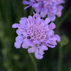 two purple flowers with green stems in the background