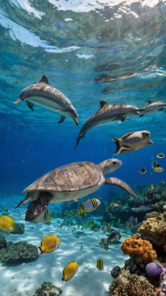 a group of dolphins swimming over a coral reef