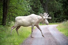 an animal that is standing in the road