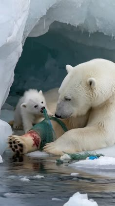 Polar Bear Video, Polar Bear Images, Helping Animals, Fishing Net, Wildlife Photos, Animal Facts, Animal Behavior, Cute Funny Dogs, Animal Videos