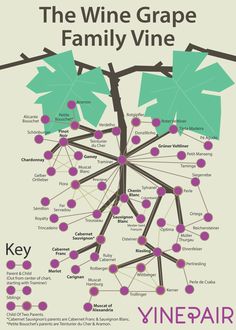 the wine grape family vine info poster