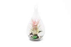 an air plant in a tear shaped glass vase