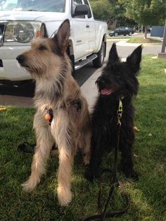 two dogs sitting in the grass next to a white truck