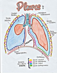 a diagram of the lungs with labels on it and other labeled parts to describe them