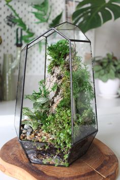 a glass terrarium filled with plants on top of a wooden board next to a potted plant