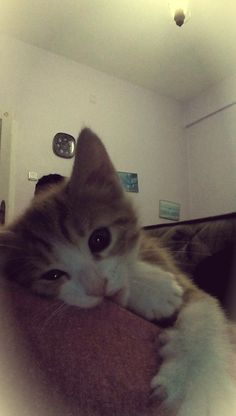 a cat laying on top of a bed with it's paw over the pillow