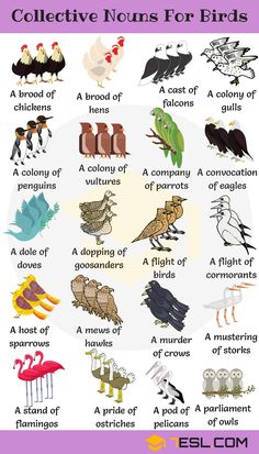 a poster with different types of birds on it