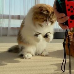 a cat playing with a remote control on the floor next to a person's hand