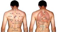 Hijama Points Sunnah