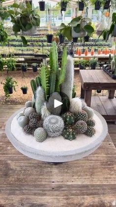 a potted plant sitting on top of a wooden table next to other pots and plants