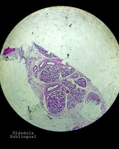 an animal cell is shown in purple and white, as well as the cells inside it