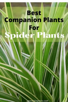 green plants with the words best companion plants for spider plant's on top and bottom