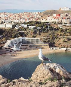 two seagulls sitting on top of a rock next to the ocean and buildings