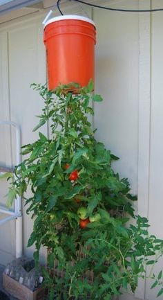 an orange bucket is hanging from the side of a building with tomatoes growing on it