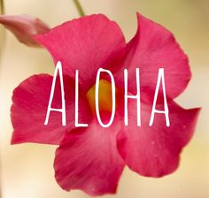 a pink flower with the word aloha written on it