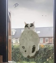 a cat sitting on top of a window sill with its paws in the air