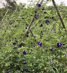 purple flowers growing on the side of a fence in a field with tall grass and trees