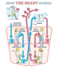 Cardio Pharmacology Nursing Study, Pediatric Cardiology, Nurse Skills, Nursing Study Tips, Learn Biology