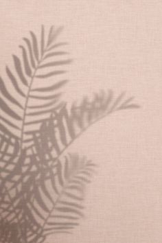 the shadow of a palm leaf on a beige background is seen in this image from above