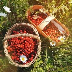 two baskets filled with berries sitting on top of a grass covered field next to daisies