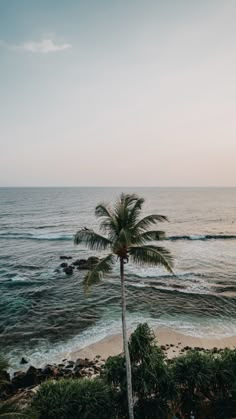 a palm tree sitting on top of a beach next to the ocean