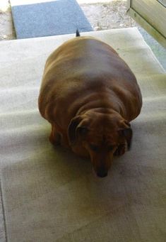 a brown dog sitting on top of a rug