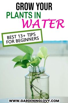 a glass jar filled with water and plants on top of a wooden table next to the words grow your plants in water best 13 tips for beginners