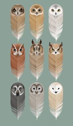 an image of owls with feathers in different colors