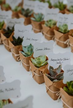 there are many succulents in small boxes with tags attached to the stems