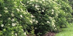 a row of bushes with white flowers on them