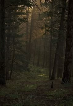 the sun is shining through the trees in the forest