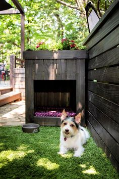 a small dog is sitting in the grass near a wooden structure with its door open