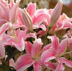 pink lilies in a vase on a table