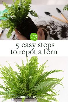 5 easy steps to repot a fern Potted Ferns, Ferns Garden, Thriving Garden, Kangaroo Paw, Plant Diseases, Plastic Pots